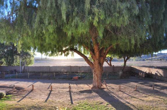 Linda árvore no nosso hotel em Molinos - Argentina